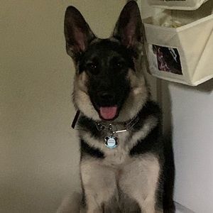 Meet your Posher, Jasmine